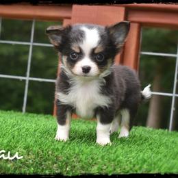 Beau - Black and tan male Chihuahua puppy in Demorest, Georgia from Sourpatch Chihuahuas