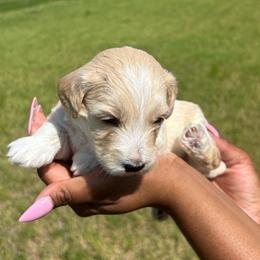 Miley - Cream female Goldendoodle puppy in Forney, Texas from Cityline Goldendoodles