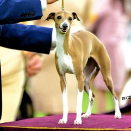 April - Italian Greyhound