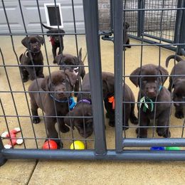 Labrador Retriever Puppies from Harvest Moon Farm