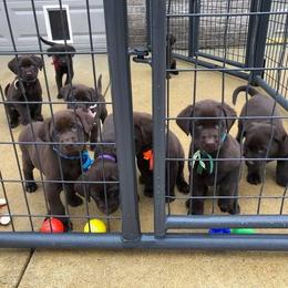Labrador Retriever Puppies from Harvest Moon Farm