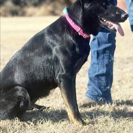 Suki - German Shepherd