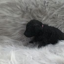 German Shepherd and Poodle Puppies from United Broughton Kennel