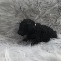 German Shepherd and Poodle Puppies from United Broughton Kennel