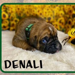 Denali - Brindle male Boxer puppy in Cache County, Utah from Red Rock Boxers