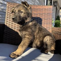 Girl 2 - female German Shepherd puppy in Willington, Connecticut from Wertvoll German Shepherds