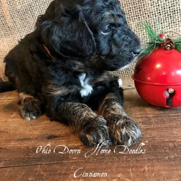 Goldendoodle Puppies from Ohio Down Home Doodles