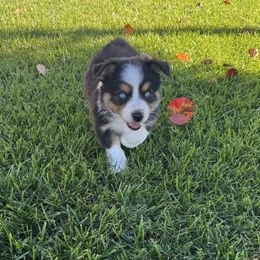 Raphael - Black tri male Miniature Australian Shepherd puppy in California from Eagle River Aussies