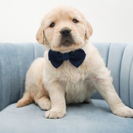 Pistachio - Light golden female Golden Retriever puppy in Elmwood Park, Illinois from HuskiesAndGoldensWithFinesse