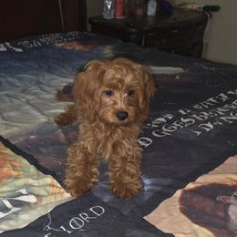 Emma - Red female Cavapoo puppy in Copan, Oklahoma from Lebel Cavapoos