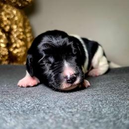 Dune (Black) - Parti male Labradoodle puppy in Plainfield, New Jersey from Caris Paws Poodles and Labradoodles