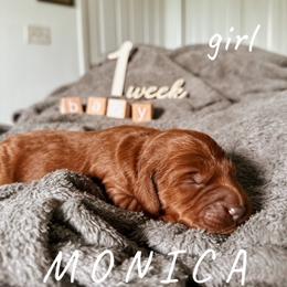 Goldendoodle Puppies from Glamorous Golden Doodles