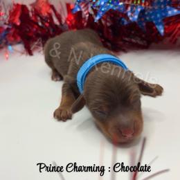 Prince Charming - Chocolate and tan male Dachshund puppy in Brandon, Mississippi from A & N Kennels