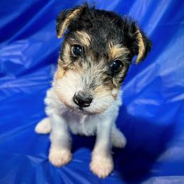 Third-Born Boy - White black and tan male Wire Fox Terrier puppy in Ennis, Texas from Syrayed Farm