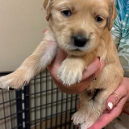 Sky blue collar - Light golden male Golden Retriever puppy in Indianapolis, Indiana from ZuGolden Retrievers & Doodles