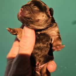 Boy 3 - Black and tan male French Bulldog puppy in High Ridge, Missouri from St Louis Frenchies