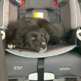 Australian Shepherd Puppies from Full Moon Aussies