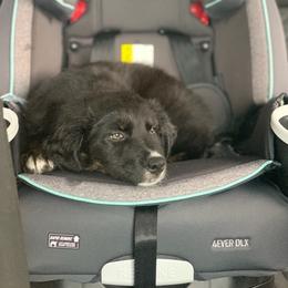 Australian Shepherd Puppies from Full Moon Aussies