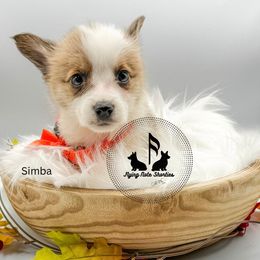 Simba - Sable male Pembroke Welsh Corgi puppy in Casper, Wyoming from Flying Note Shorties