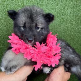 Eggplant - Agouti and white female Siberian Husky puppy in Folsom, Louisiana from Geaux Fluffy