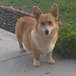 Pembroke Welsh Corgi All Grown Up from Custom King Corgi