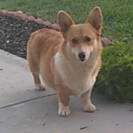 Pembroke Welsh Corgi All Grown Up from Custom King Corgi