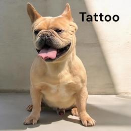 Tattoo - French Bulldog