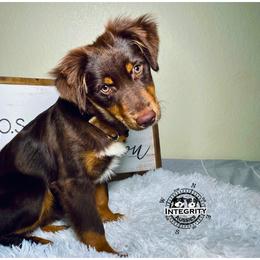 Australian Shepherd and Miniature Australian Shepherd Puppies from Integrity Aussies Tx