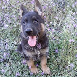 Purple Girl - Black and tan female German Shepherd puppy in La Pine, Oregon from Granville/Diamond Peak German Shepherds