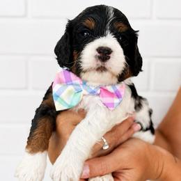 Forrest - Tri-color male Cavapoo puppy in Virginia Beach, Virginia from Son Kissed Puppy Co