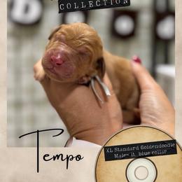 Tempo - Dallas,Tx - 4,000 - Red  male Goldendoodle puppy in Garland, Texas from Twilight Doodles