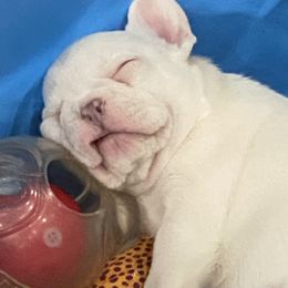 French Bulldog Puppies from Forever Friendchies