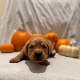 Fairy(tale) - Dark golden female Golden Retriever puppy in Escondido, California from Sandy Acres Golden Retrievers