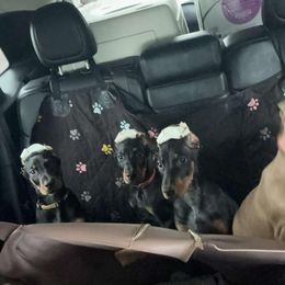 Doberman Pinscher Puppies from Aaliyah’s Dobies