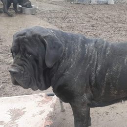 Venom - Molosser (Bully x)