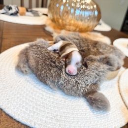 Dachshund Puppies from G&K Kennels