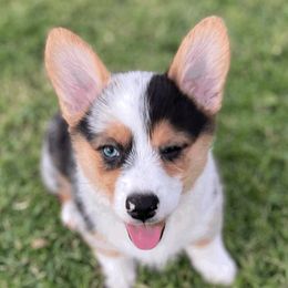 American Corgis and Pembroke Welsh Corgis from Royal Blue Corgis