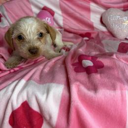 Marie - Piebald female Dachshund puppy in Lake City, Florida from My Ditzy Doxies of Florida