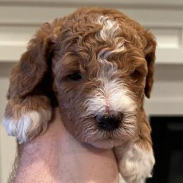 Pink Rose has her own genetic testing - Apricot female Goldendoodle puppy in St. George, Utah from Dashing Doodle Pups