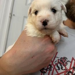 Dill - White male Coton de Tulear puppy in Sun Prairie, Wisconsin from Firebird Show Dogs