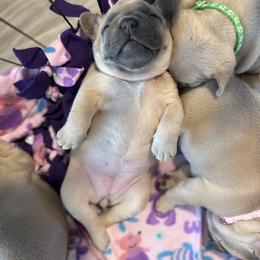 French Bulldog Puppies from River City Frenchies