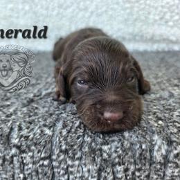Emerald - Chocolate female Goldendoodle puppy in Chattanooga, Tennessee from Hilltop Cuddle Pups