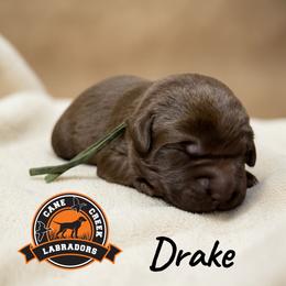 Drake - Chocolate male Labrador Retriever puppy in Dickson, Tennessee from Cane Creek Labradors