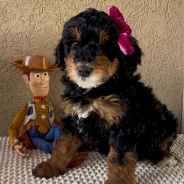 Trixie - Phantom female Bernedoodle puppy in Utah County, Utah from Cascade Springs Doodles
