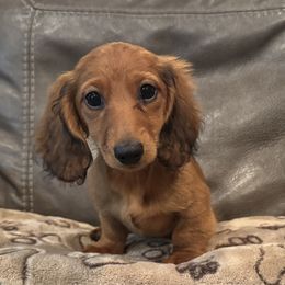 Salsa - Red female Dachshund puppy in Alice, Texas from Crimson’s longhair Dachshunds