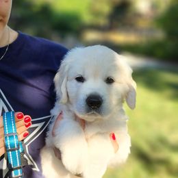 Golden Retriever Puppies from Golden West English Creams