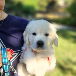 Golden Retriever Puppies from Golden West English Creams