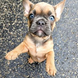 Yahtzee - Blue fawn male French Bulldog puppy in Delafield, Wisconsin from Bishop Bullyz