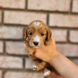 Green - Apricot female Goldendoodle puppy in Prattville, Alabama from Jericho Junction Doodles and Poodles