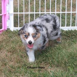 Miniature Australian Shepherd and Toy Australian Shepherd Puppies from Sapphire Stables